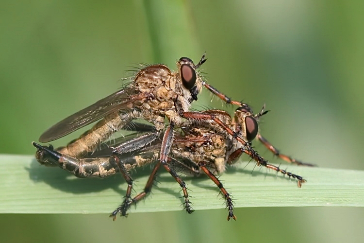 Raubfliegen [Asilidae]