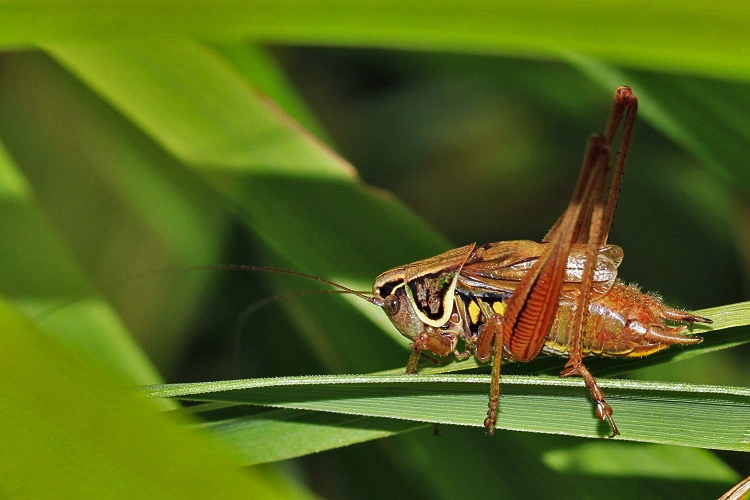 Roesels Beischrecke [Metrioptera roeselii]