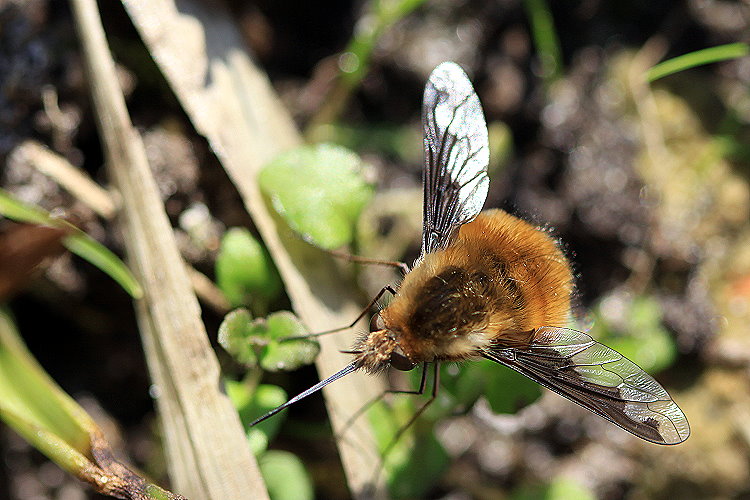 Groer Wollschweber [Bombylius major]