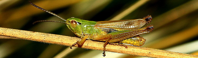 Gemeiner Grashpfer [Chorthippus parallelus]