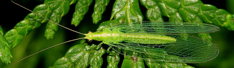 Florfliege [Chrysopidae]