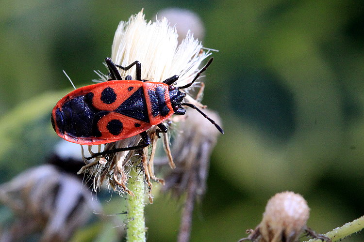 Gemeine Feuerwanze [Pyrrhocoris apterus]