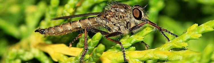 Raubfliege oder Jagdfliege [Asilidae]