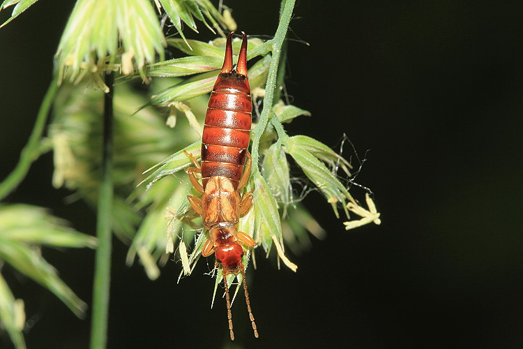 Gemeiner Ohrwurm [Forficula auricularia]