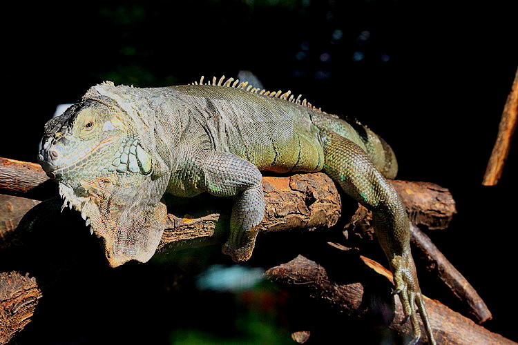 Leguan [Iguanidae]