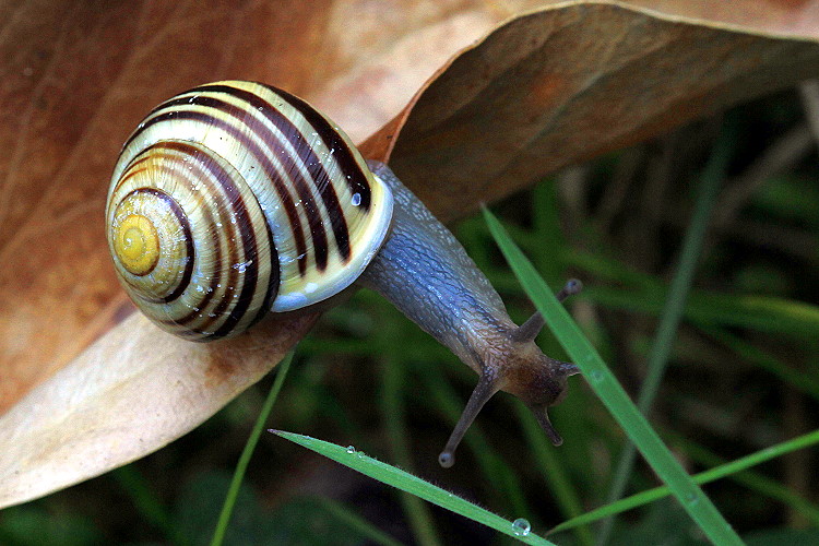 Weinbergschnecke [Helix pomatia]