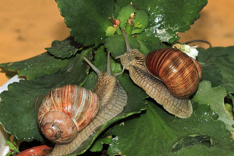 Weinbergschnecken [Helix pomatia] 