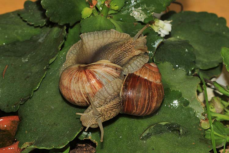 Weinbergschnecken [Helix pomatia]  -  Paarung