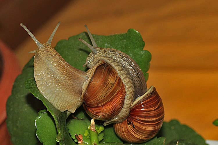 Weinbergschnecken [Helix pomatia]