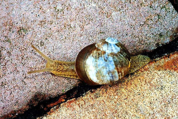 Weinbergschnecke [Helix pomatia]