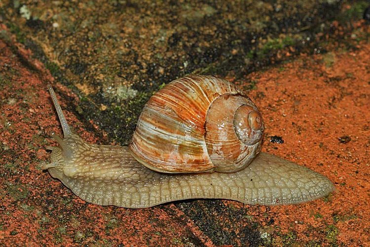 Weinbergschnecke [Helix pomatia] 