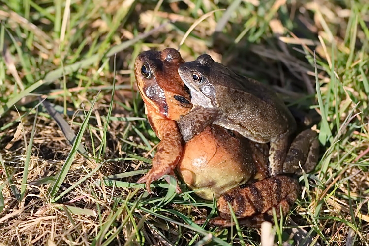 Wanderung der Erdkrten [Bufo bufo]