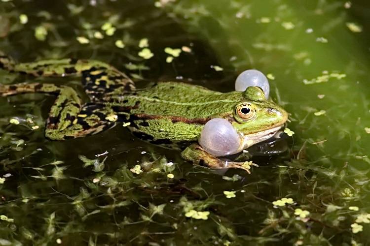 Teichfrosch