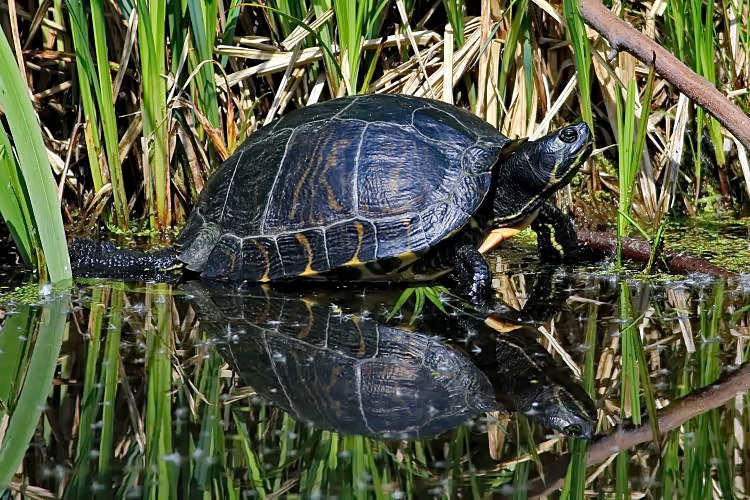 Schildkrte