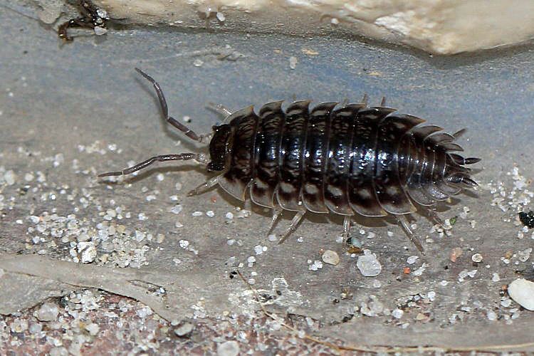 Kellerassel [Porcellio scaber]