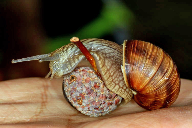 Weinbergschnecke [Helix pomatia] 