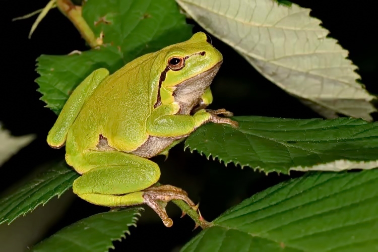 Europischer Laubfrosch [Hyla arborea]