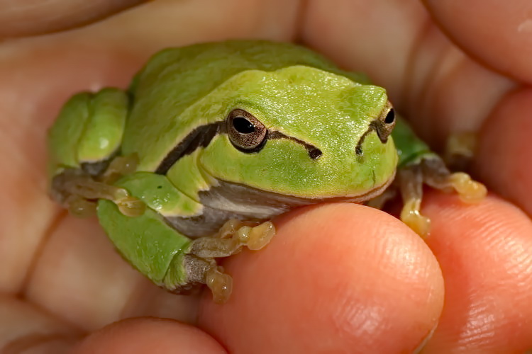 Europischer Laubfrosch [Hyla arborea]