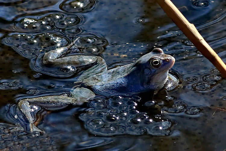 Moorfrosch [Rana arvalis]