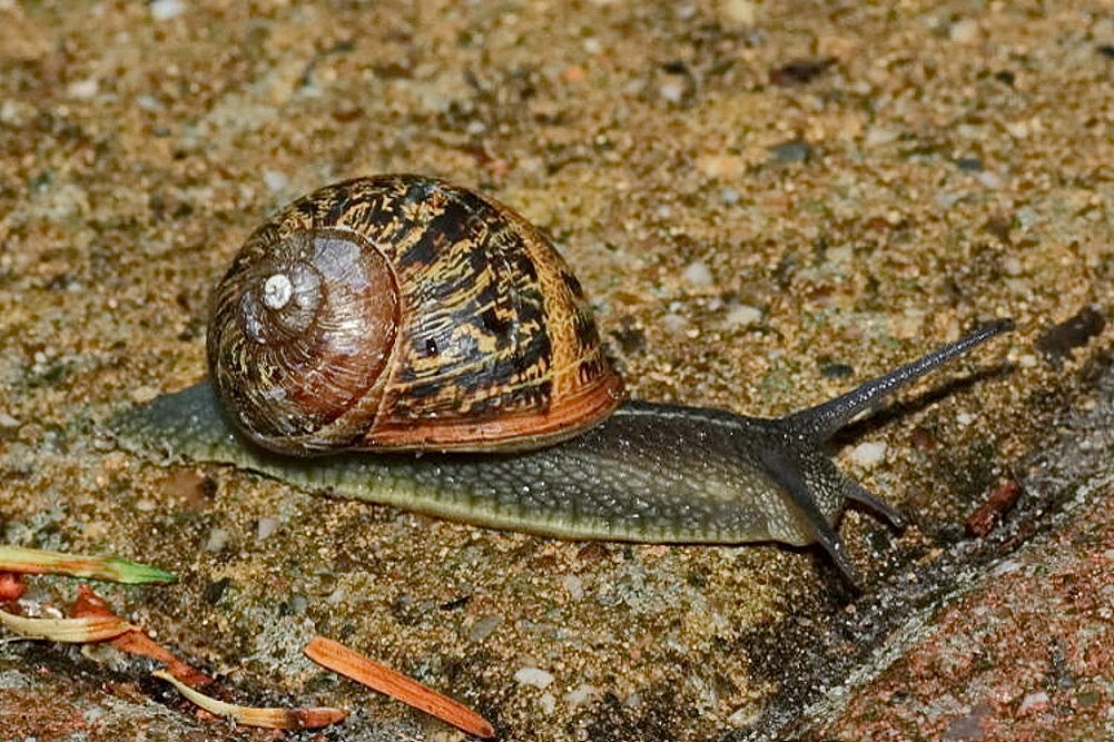 Gefleckte Weinbergschnecke [Cornu aspersum]