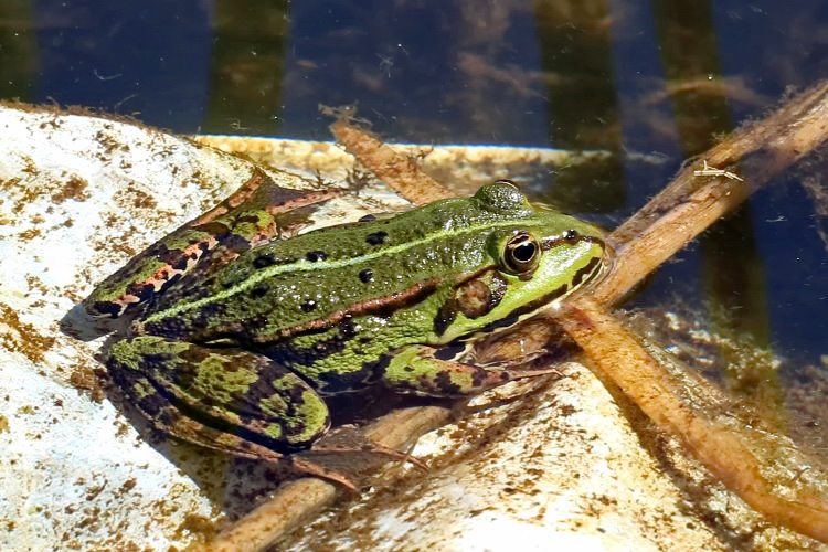 Teichfrosch