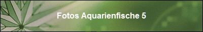 Fotos Aquarienfische 5