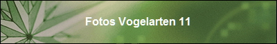Fotos Vogelarten 11
