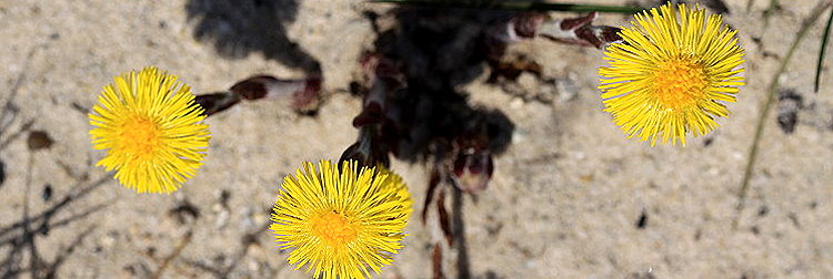 Blumenfotos