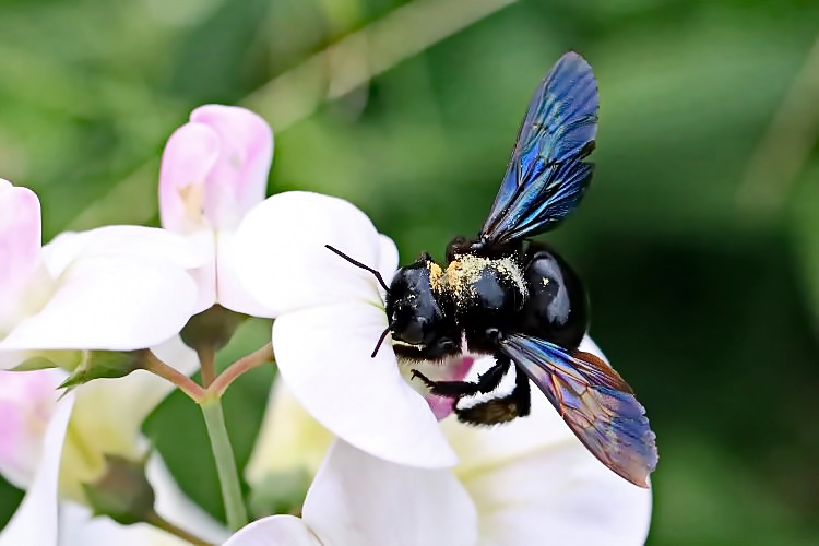 Blaue Holzbiene [Xylocopa violacea]