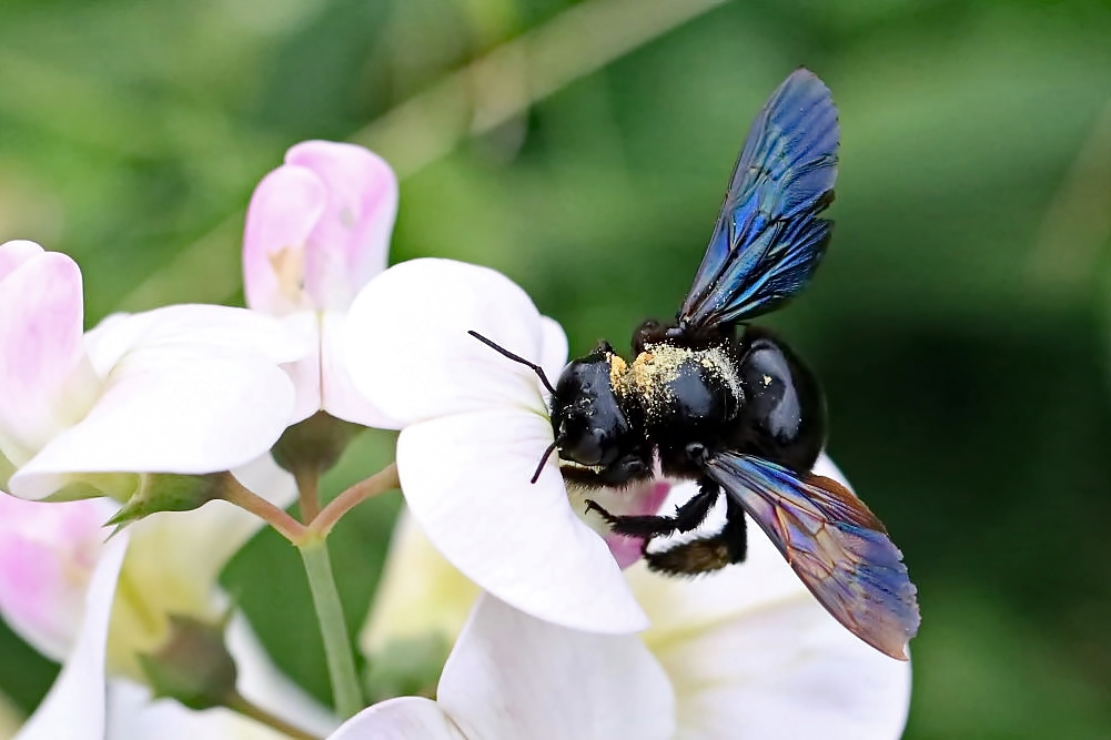 Blaue Holzbiene [Xylocopa violacea]