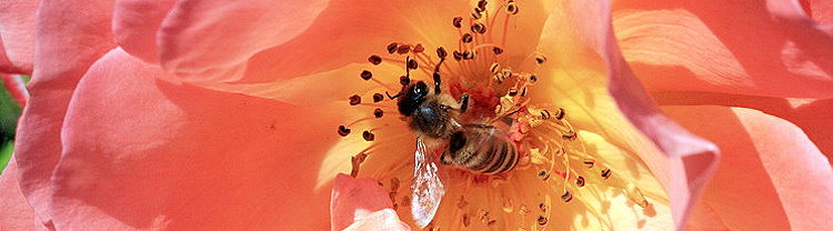 Bienenarten