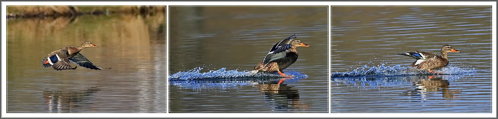 Stockente [Anas platyrhynchos] 