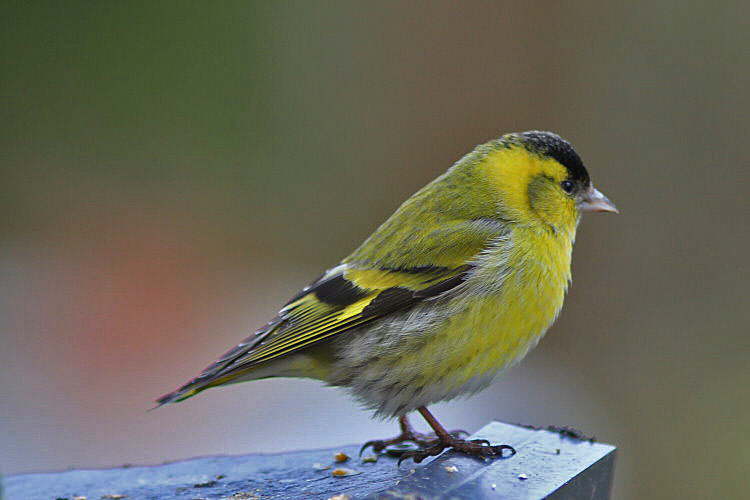 Fotos Vogelarten 8 Bilder vom Eichelhäher, Blaumeise und