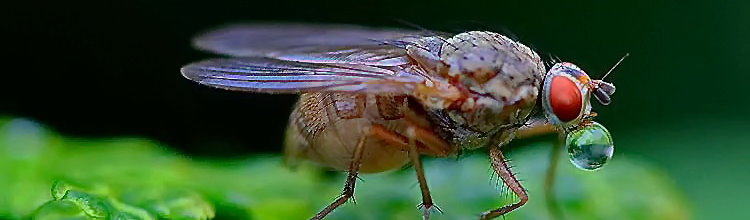 Fotos Fliegenarten