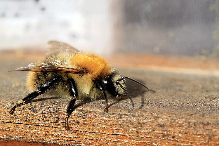 Ackerhummel [Bombus pascuorum]