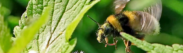 Hummel im Flug