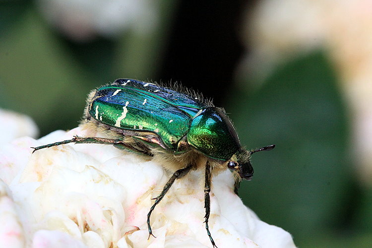 Goldglnzender Rosenkfer [Cetonia aurata]