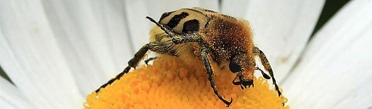 Gebnderter Pinselkfer [Trichius fasciatus]