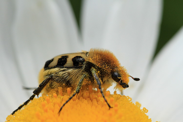 Gebnderter Pinselkfer [Trichius fasciatus]