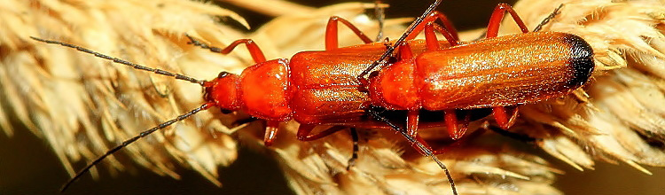 Roter Weichkfer [Rhagonycha fulva] - Paarung