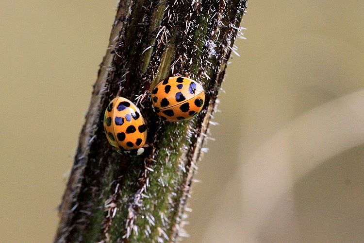 Marienkfer [Coccinellidae]