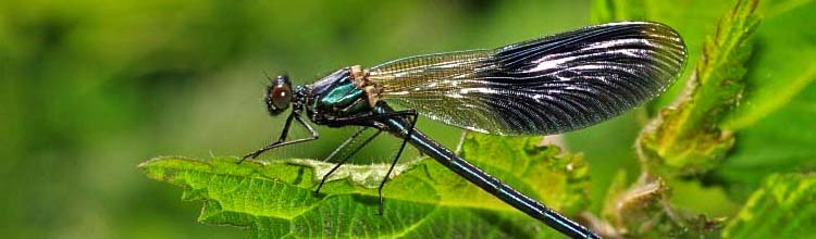 Gebnderte Prachtlibelle [Calopteryx splendens] - Mnnchen