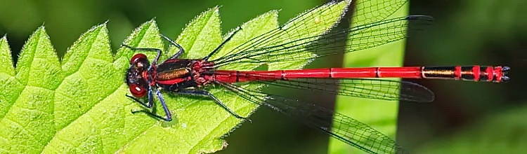 Frhe Adonislibelle [Pyrrhosoma nymphula]