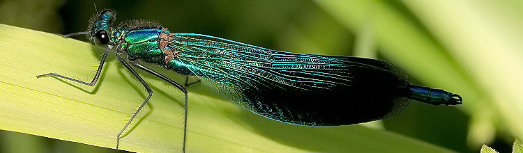 Gebnderte Prachtlibelle [Calopteryx splendens] - Mnnchen