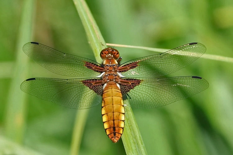 Der Plattbauch [Libellula depressa] - Weibchen