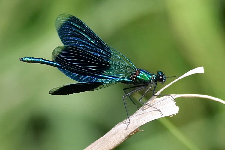 Gebnderte Prachtlibelle [Calopteryx splendens] -  Mnnchen