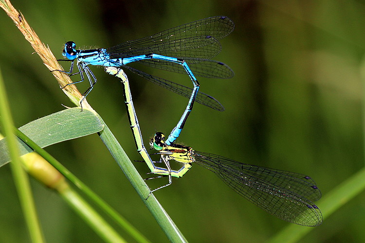 Azurjungfern [Coenagrion] bei der Paarung