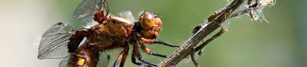 Der Plattbauch [Libellula depressa] - Weibchen