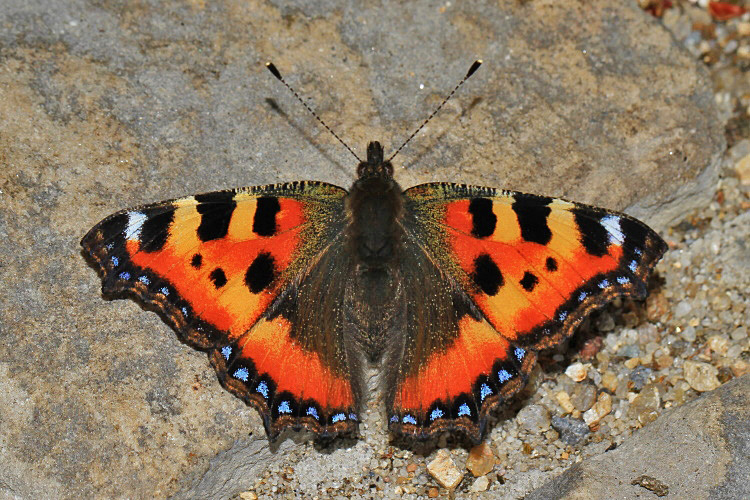 Kleiner Fuchs [Aglais urticae]