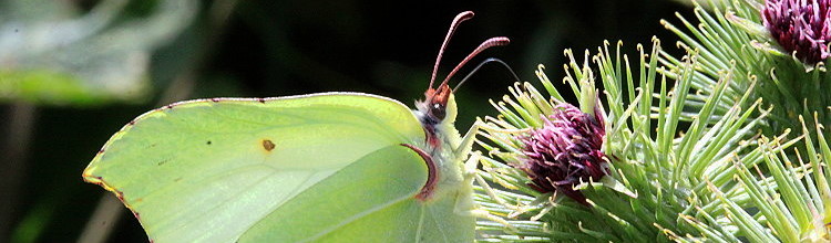 Zitronenfalter [Gonepteryx rhamni]